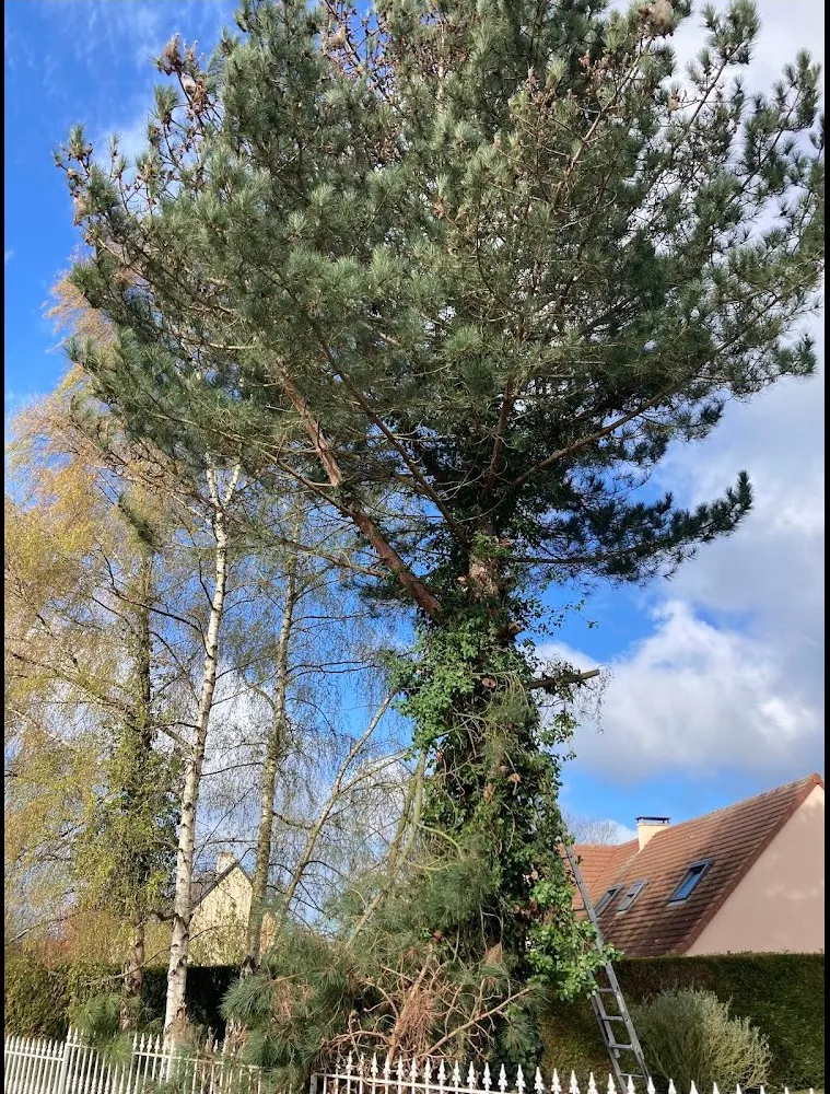 Débroussaillage à Vannes