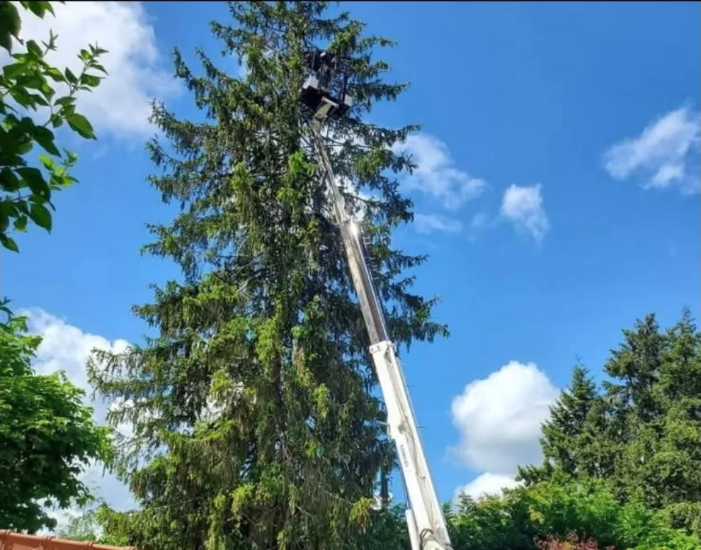Abattage d'arbres à Vannes